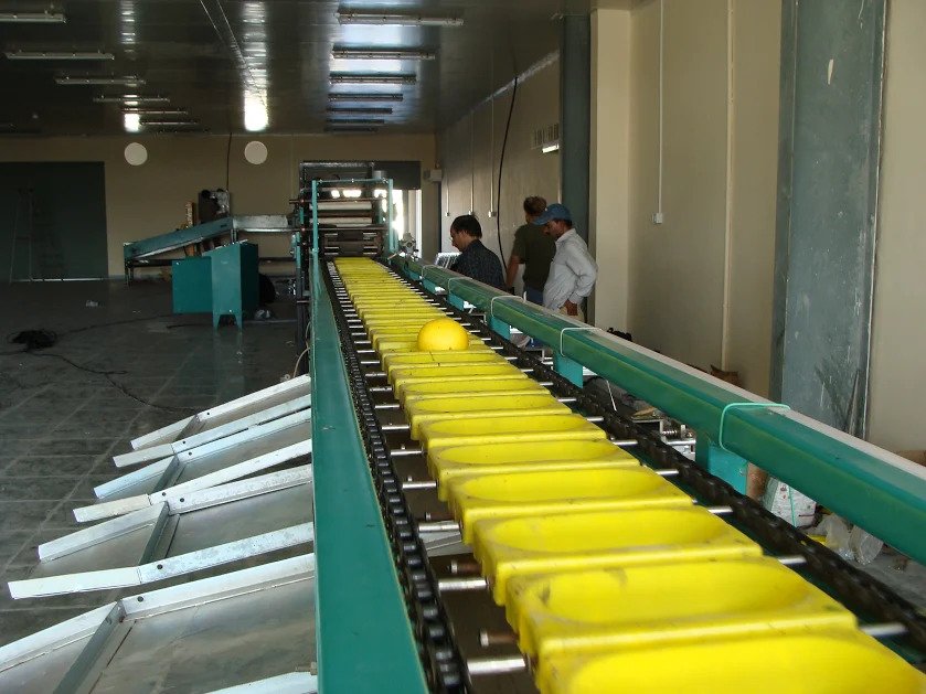 Electronic weighing based fruit sorting system